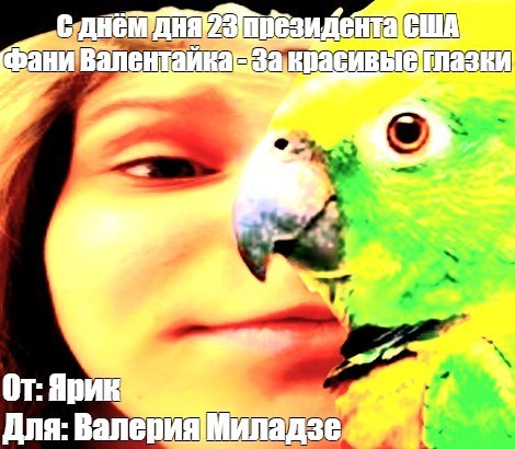 Create meme: parrot bird, The blue-browed Amazon parrot, people