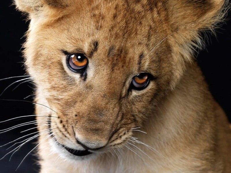 Create meme: cute lion cub, the lion cub, sad lion cub