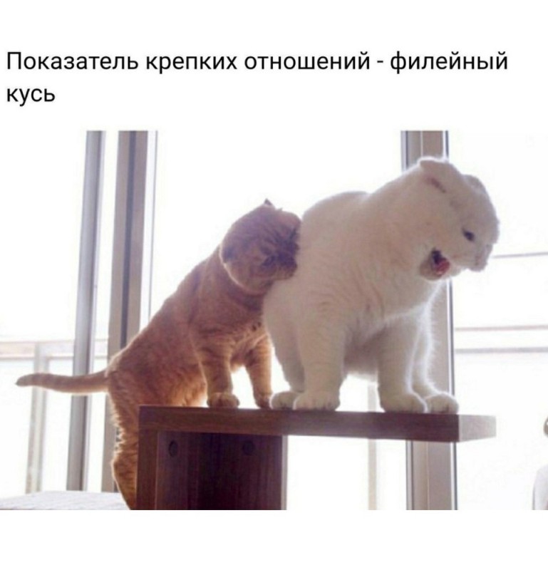 Создать мем: коты, кот, животные