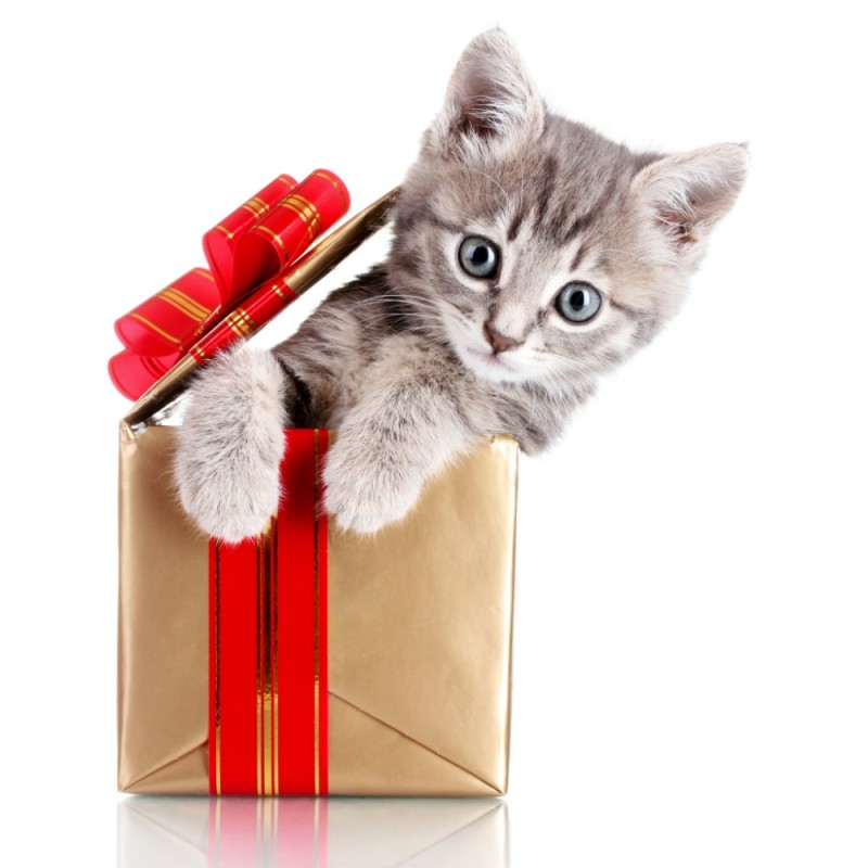 Create meme: a cat with gifts, a kitten with a gift, cat with gift