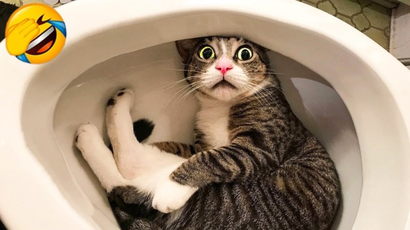 Create meme: cute cats funny, the cat on the toilet, funny cat