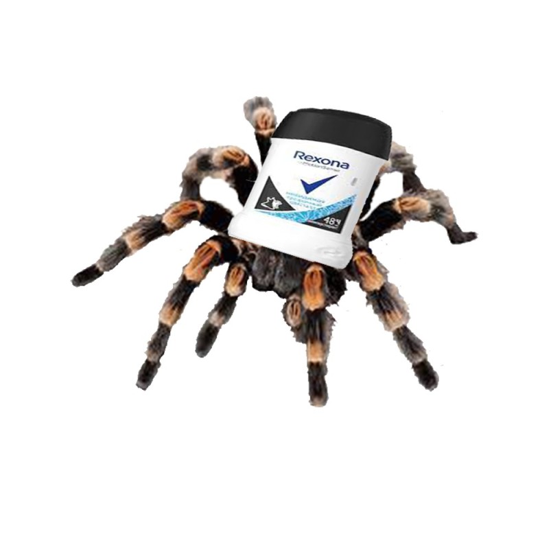 Создать мем: паук тарантул 3д, тарантул, паук шмель