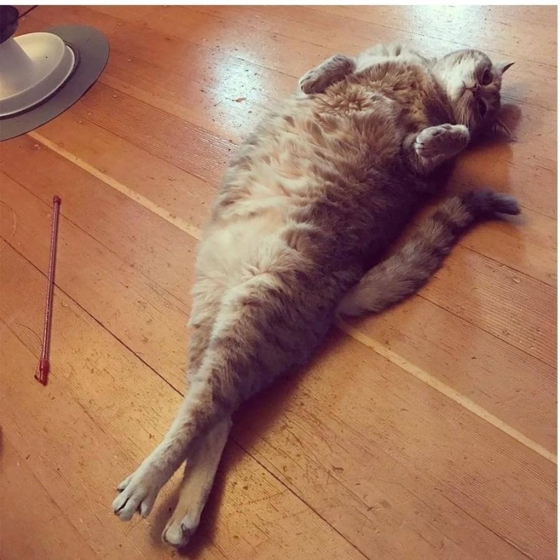 Create meme: The cat is lying around, The cat stretched out, lying cat