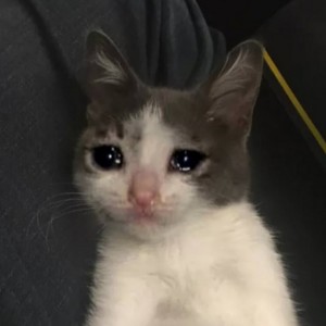 Create meme: sad cat meme, memes, memes with cats