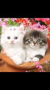 Create meme: cute animals, kitties, animals cats