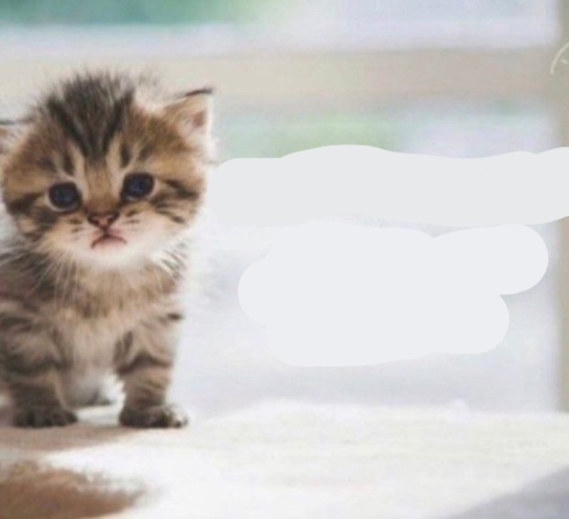 Create meme: cute kittens , cats are small, cat 