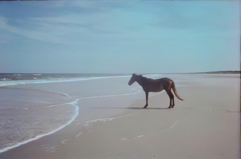 Create meme: horse by the sea meme, okay horse, horse by the sea meme