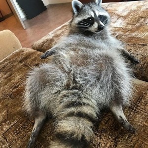 Create meme: thick furry raccoon, raccoon home fat, enotik