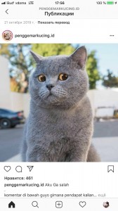 Create meme: British blue cat, cat British, British cat breed