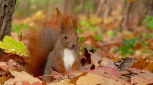 Create meme: fluffy tail, colorful autumn, autumn leaves