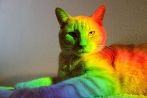 Создать мем: радужный кот диско, радужный кот, разноцветные кошки
