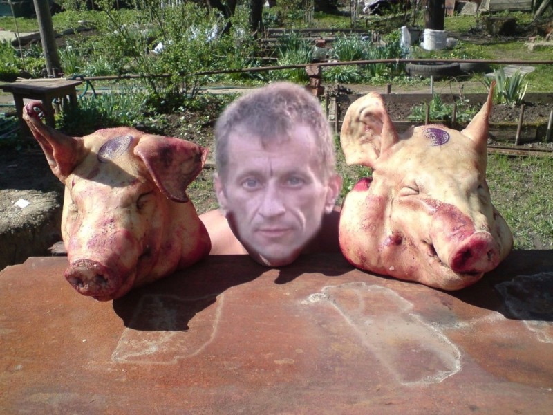 Create meme: pig , pig heads, severed pig's head