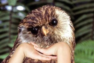 Create meme: short-eared owl, laughing owl