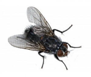 Создать мем: копченые мухи, темная муха, домашняя муха
