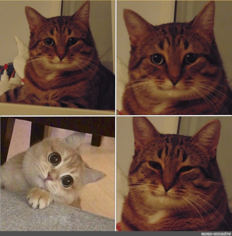 Create meme: happy cat meme, meme cat , smiling cat meme