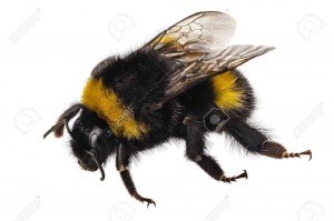 Create meme: bee, bumblebee, bumblebee on white background