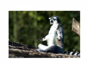Create meme: lemur, a ring-tailed lemur, lemur meditating