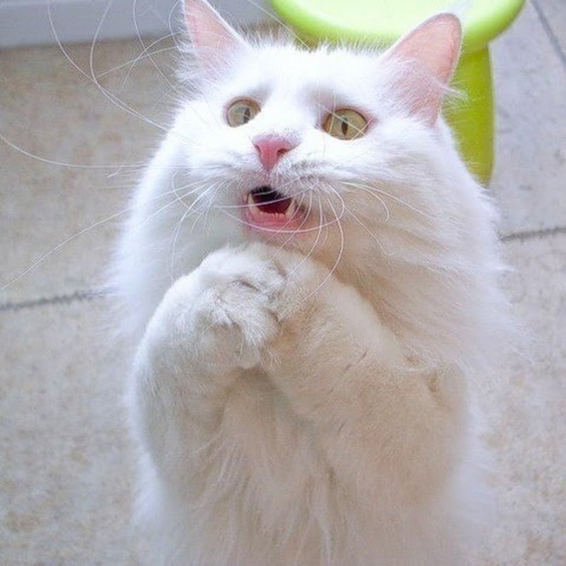 Create meme: cat , funny white cat, a cat with a fist