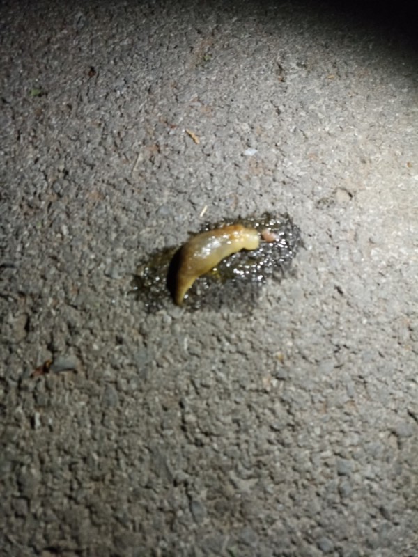 Create meme: slug , slug larva, slug 