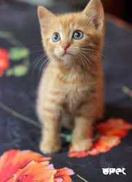Создать мем: красивый рыжий котенок, рыжий котенок гладкошерстный, котенок рыжик