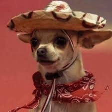 Create meme: buenos dias pedrilas, chihuahua in sombrero, buenos dias chihuahua