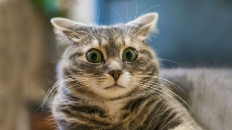 Create meme: awesome cat, cat in shock, cat surprise