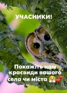 Create meme: barn owl owl, bird owl, funny owls