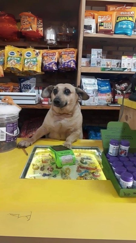 Create meme: The dog behind the counter, the dog behind the store counter, funny dog 