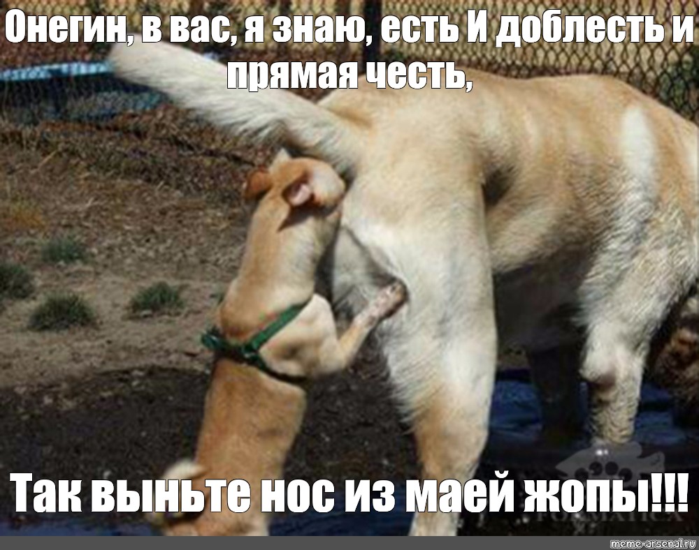 Mem Smile Dog Bezuderzhnyj Smeh Funny Animal Vse Shablony Meme Arsenal Com