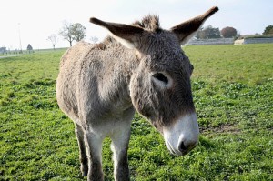 Create meme: home donkey, donkey