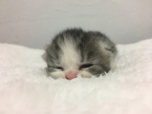 Create meme: kittens are little, small seals, cute kittens