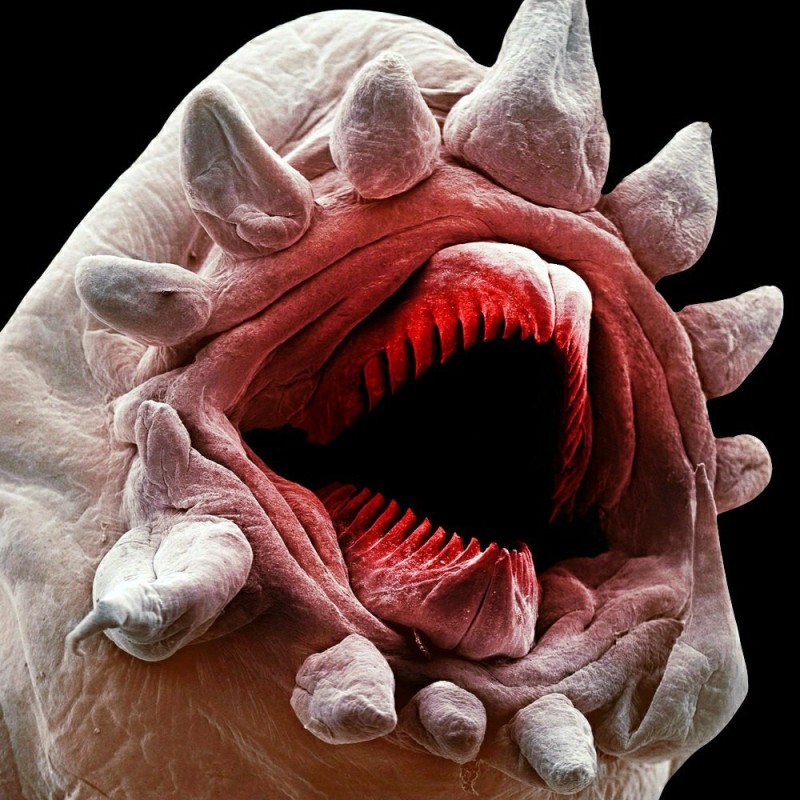 Create meme: deep-sea worm, worms under the microscope, worms under the microscope