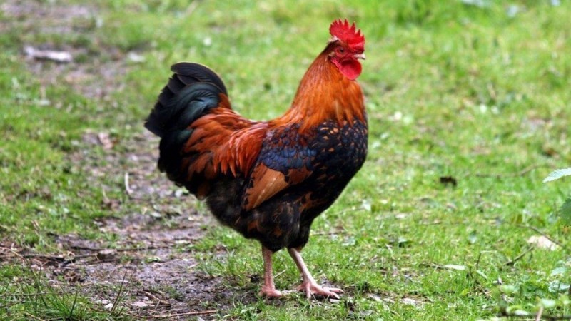 Create meme: rooster , rooster bird, black and red cock