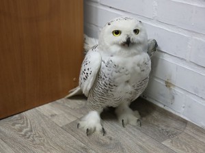 Create meme: owl, white polar owl, snowy owl