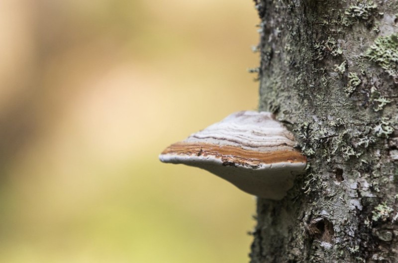 Create meme: polypore, larch tinder, parasitism tinder mushroom