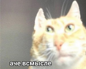 Create meme: funny memes with cats, memes with cats, cat