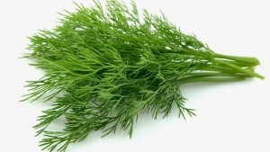 Create meme: dill parsley, dill, fresh dill