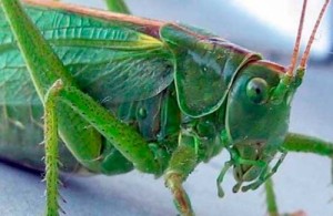 Create meme: grasshopper, insect, çekirge