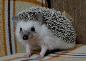 Create meme: hoglets, pygmy hedgehog, African hedgehog