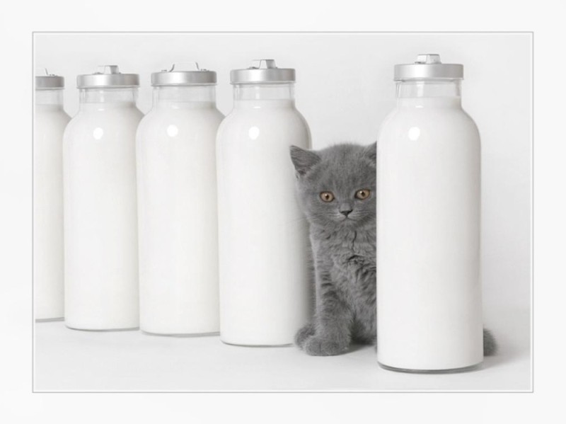 Create meme: cat milk, cat milk, milk milk