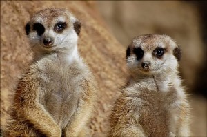 Create meme: meerkat meerkat, meerkat face, Meerkats