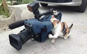Создать мем: кот, кот кам, кот с фотоаппаратом мем