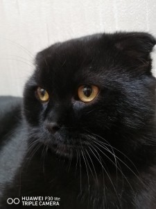 Create meme: black cat, Scottish fold cat, the cat is black