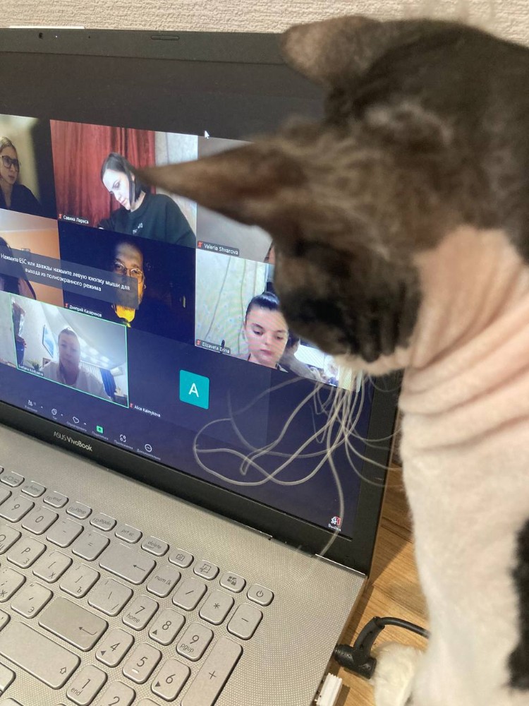 Create meme: employees on the remote with cats, asus vivobook, laptop 