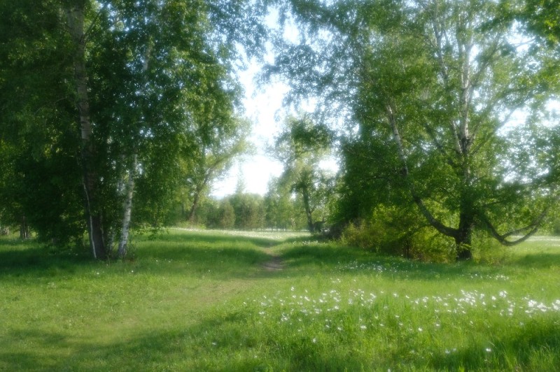 Create meme: birch , may forest, nature nature