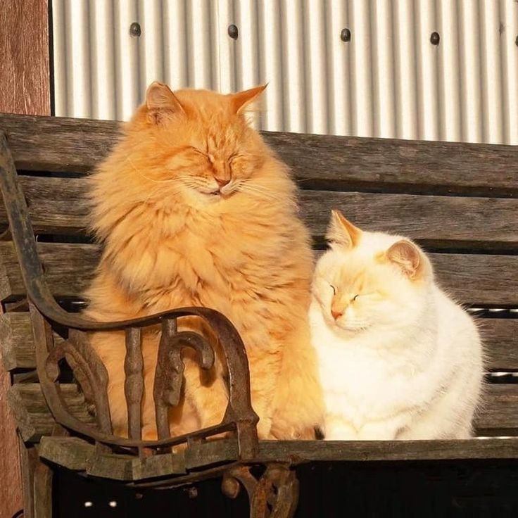 Create meme: two cats, cat in the sun, Carpathian cats