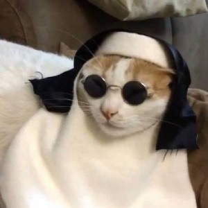 Create meme: copy cat, funny cat, nun