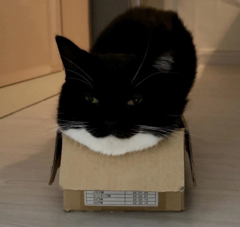Create meme: cat , cat in a box, cat and box