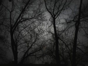 Создать мем: темное изображение, серый лес для фотошопа, безысходность