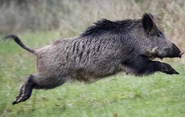 Create meme: wild boars, wild boar , The boar is running